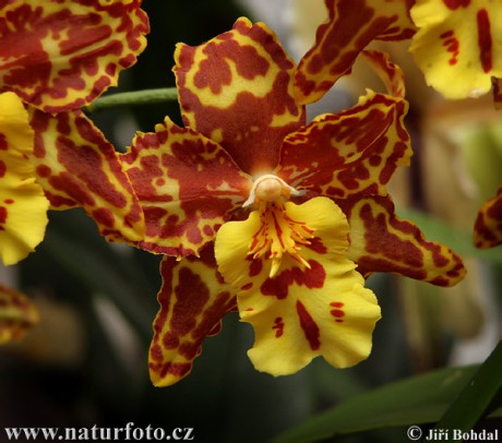 orchidej-36193.jpg