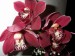 20050327_orchidej.jpg