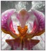 Orchidej.jpg