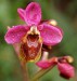 orchidej_web.jpg