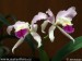 orchidej-36123.jpg