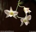orchidej-36124.jpg