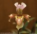 orchidej-36125.jpg
