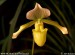 orchidej-36170.jpg