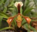 orchidej-36175.jpg