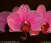 orchidej-36139.jpg
