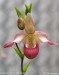 orchidej-36143.jpg