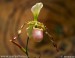 orchidej-36152.jpg
