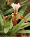 orchidej-36160.jpg