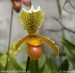 orchidej-36163.jpg