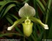 orchidej-36166.jpg